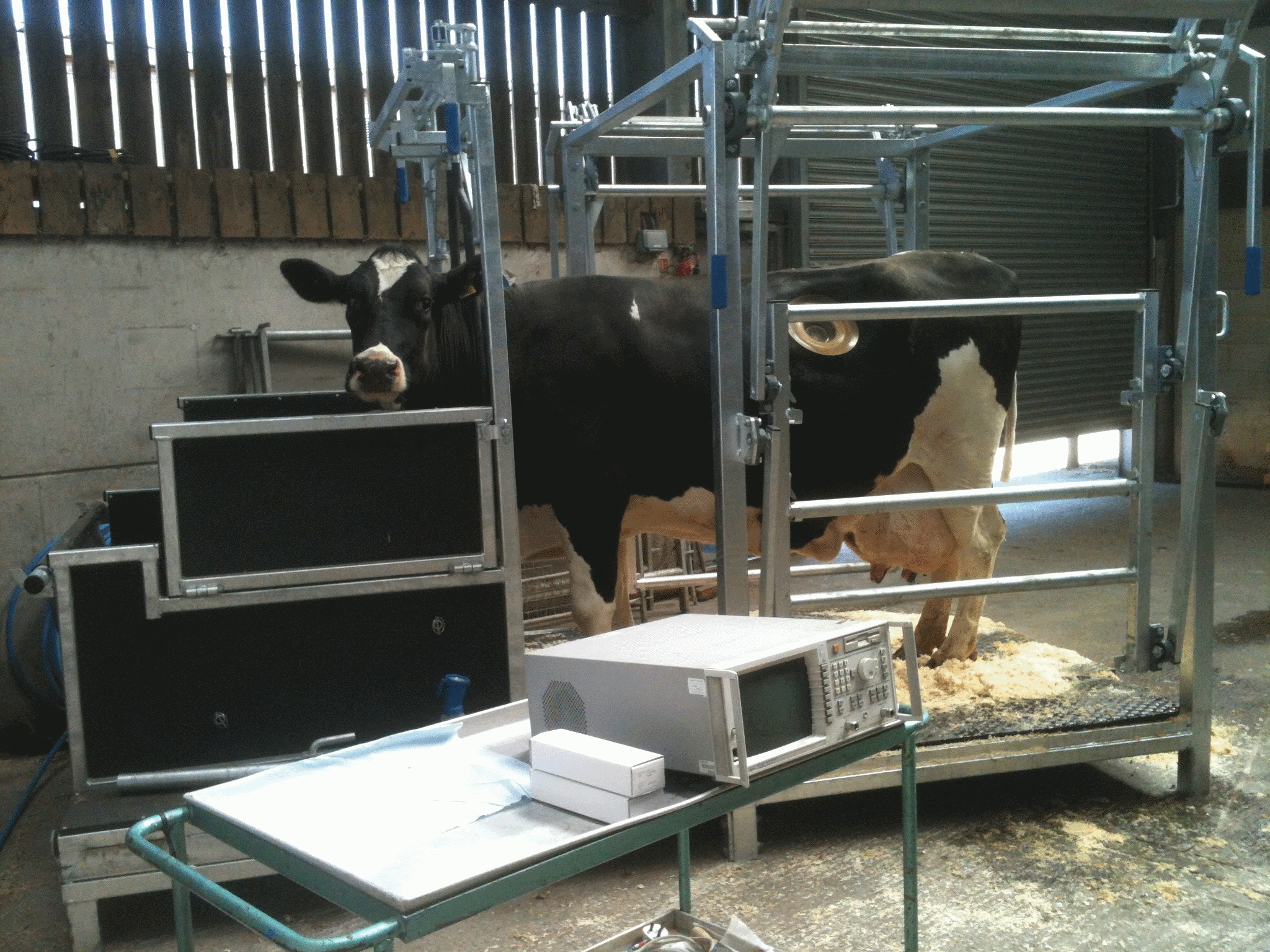 On-site measurement of an antenna for a rumen-sited biometric sensor, with a calm, patient cow.